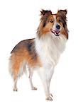 portrait of a purebred shetland dog in front of white background