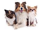 portrait of a purebred shetland dog, chihuahua and maine coon cat in front of white background