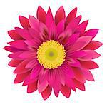 Pink Gerbera, With Gradient Mesh, Vector Illustration