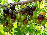 bunches of blackcurrant ripening on branch