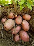 potato plant with tubers digging up from the ground