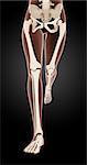 3D render of female medical skeleton legs running