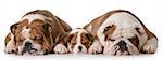 father son and grandson dogs - english bulldogs with three generations laying down side by side isolated on white background - father two years, son 10 weeks, grandfather 4 years