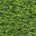 Seamless Tileable Texture of Green Bush.