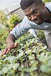 An organic horticultural nursery and farm outside Woodstock. A man checking the bench of seedlings.