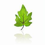 A single green maple leaf, with a reflection.