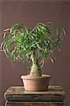 A houseplant with glossy green leaves growing in a pot.