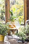 Goldfish in a bowl on a windowsill, with plants growing in the water, with roots visible through the glass.