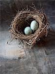 A small intricately woven bird's nest. Two small turquoise eggs.