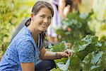 A traditional organic farm in the USA. A woman picking vegetables.