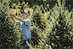 A man wearing protective gloves clipping and pruning a crop of conifers, pine trees in a plant nursery.