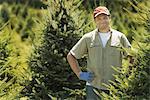 A man wearing protective gloves clipping and pruning a crop of conifers, pine trees in a plant nursery.