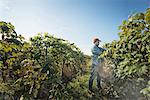 A man tending the growing grape vines in a vineyard, pruning and tying the shoots in.