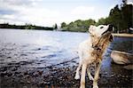 A wet dog with long hair, a family pet shaking itself.