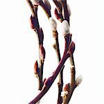 Twigs of budding flowering shrubs. Salix or pussywillow.