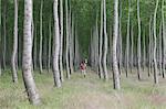 A man in a forest of poplar trees, Oregon, USA.