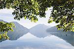 Big Leaf maple tree framing Lake Crescent in Calallam County, Washington, USA