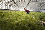 A woman working in a large glasshouse, full of organic plants on an organic farm.