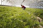 A woman working in a large glasshouse, full of organic plants on an organic farm.