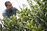 A man working in a large greenhouse full of flowers. Lilies coming into bud.