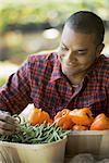 Organic Vegetable on Display with Farmer; Green Beans; Yellow and Red Bell Peppers