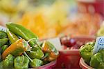 Organic Assorted Green Peppers on display