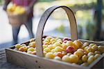 Organic Assorted Heirloom Tomatoes just picked