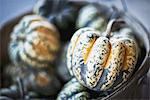 Organic Carnival Acorn Squash just harvested