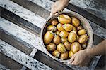 A bowl of freshly harvested vegetables, acorn squash being held in two hands.