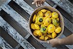 Organic Patty Pan Squash just harvested