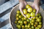 Organic Tomatillo just harvested