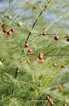 An asparagus plant, Asparagaceae, with tall stalks and light green ferny foliage. Red seeds.