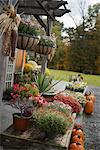 An organic farm stand. Display of vegetables, fruit and flowers.