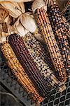 A variety of Indian corn cobs, with different natural colours and patterns. Maize.