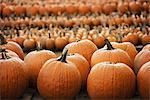 Pumpkins arranged in rows to be hardened off and dried. Organic farm.