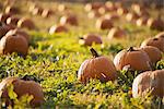 A field of pumpkins growing.