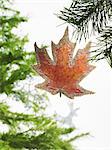 Still life. Green leaf foliage and decorations. A pine tree branch with green needles. Christmas decorations. A brown ornament, a maple leaf shape.