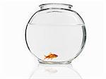 Goldfish swimming in a bowl