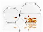 Goldfish swimming in a bowl