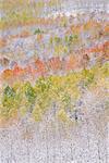 A forest of aspen trees in the Wasatch mountains, with striking yellow and red autumn foliage. Snow on the ground.