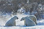 Polar bears in the wild. A powerful predator and a vulnerable  or potentially endangered species.