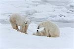 Polar bears in the wild. A powerful predator and a vulnerable  or potentially endangered species.