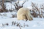 Polar bears in the wild. A powerful predator and a vulnerable  or potentially endangered species.