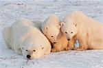 Polar bears in the wild. A powerful predator and a vulnerable  or potentially endangered species.