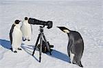 A small group of curious Emperor penguins looking at camera and tripod on the ice on Snow Hill island. A bird peering through the view finder.