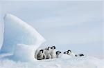 A nursery group of young penguin chicks, with thick grey fluffy coats, grouped beneath a pinnacle of ice.