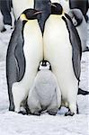 Two adult Emperor penguins and a baby chick nestling between them.