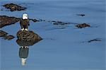 The American Bald Eagle, Haliaeetus leucocephalus, is the symbol of the nation, and thrives in Alaska.