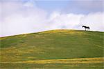 Lush grazing for horses in the meadows of California.