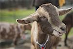 A small organic dairy farm with a mixed herd of cows and goats.